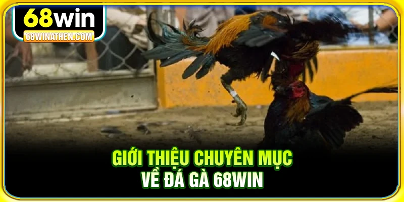 Giới thiệu chuyên mục về đá gà 68win